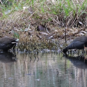 Gallinula tenebrosa at Splitters Creek, NSW - 10 Sep 2023