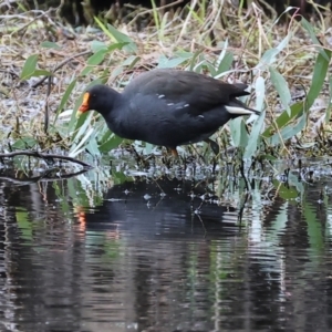 Gallinula tenebrosa at Splitters Creek, NSW - 10 Sep 2023