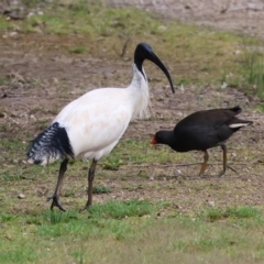 Threskiornis molucca (Australian White Ibis) at Splitters Creek, NSW - 10 Sep 2023 by KylieWaldon