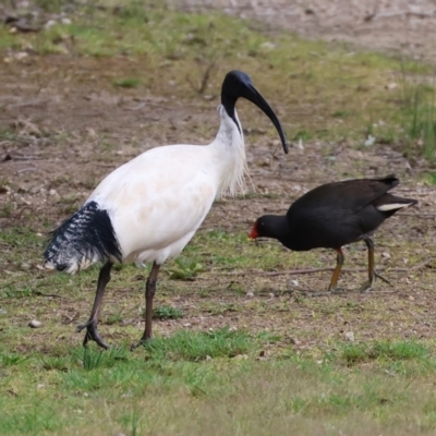 Threskiornis molucca (Australian White Ibis) at Wonga Wetlands - 10 Sep 2023 by KylieWaldon