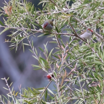 Neochmia temporalis (Red-browed Finch) at Wonga Wetlands - 10 Sep 2023 by KylieWaldon