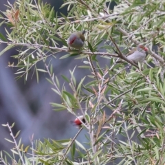 Neochmia temporalis (Red-browed Finch) at Splitters Creek, NSW - 10 Sep 2023 by KylieWaldon