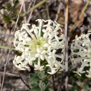 Pimelea humilis at Mallacoota, VIC - 12 Sep 2023