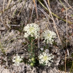 Pimelea humilis at Mallacoota, VIC - 12 Sep 2023