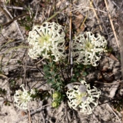 Pimelea humilis at Mallacoota, VIC - 12 Sep 2023 11:09 AM