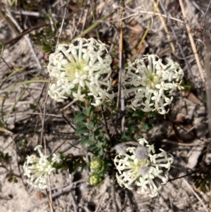 Pimelea humilis at Mallacoota, VIC - 12 Sep 2023