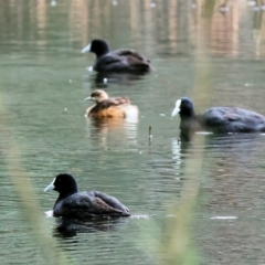 Tachybaptus novaehollandiae (Australasian Grebe) at Albury - 10 Sep 2023 by KylieWaldon