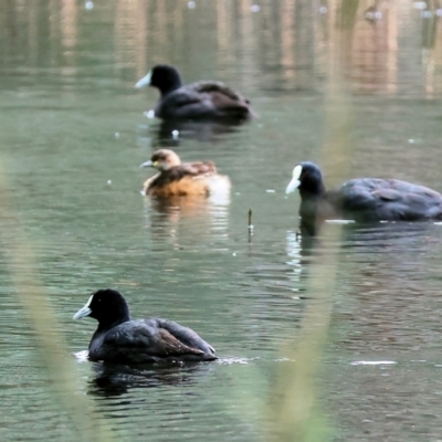 Tachybaptus novaehollandiae (Australasian Grebe) at Wonga Wetlands - 10 Sep 2023 by KylieWaldon