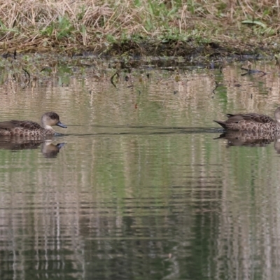 Anas gracilis (Grey Teal) at Albury - 10 Sep 2023 by KylieWaldon