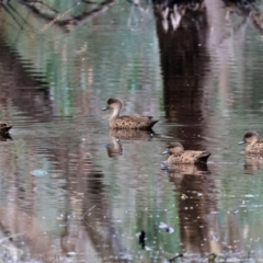 Anas gracilis at Splitters Creek, NSW - 10 Sep 2023 10:30 AM