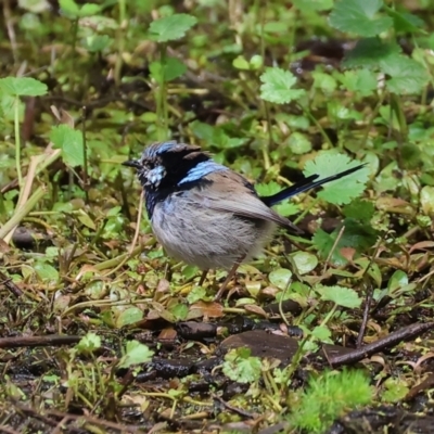 Malurus cyaneus (Superb Fairywren) at Wonga Wetlands - 10 Sep 2023 by KylieWaldon