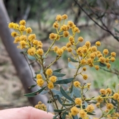 Acacia decora (Showy Wattle) at Binya, NSW - 8 Sep 2023 by Darcy