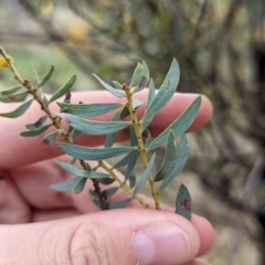 Acacia decora at Binya, NSW - 8 Sep 2023