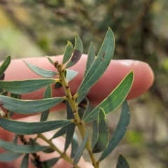 Acacia decora at Binya, NSW - 8 Sep 2023