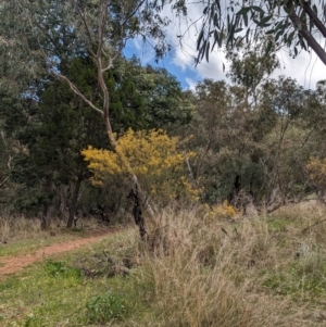 Acacia decora at Binya, NSW - 8 Sep 2023 01:02 PM