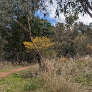 Acacia decora at Binya, NSW - 8 Sep 2023