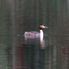 Podiceps cristatus (Great Crested Grebe) at Wonga Wetlands - 10 Sep 2023 by KylieWaldon