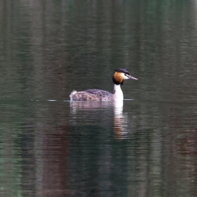 Podiceps cristatus (Great Crested Grebe) at Albury - 10 Sep 2023 by KylieWaldon
