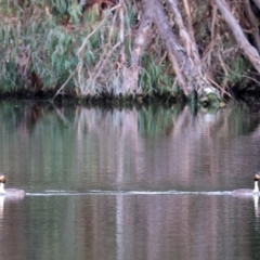 Podiceps cristatus at Splitters Creek, NSW - 10 Sep 2023 10:39 AM