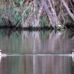 Podiceps cristatus at Splitters Creek, NSW - 10 Sep 2023