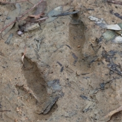 Macropus giganteus (Eastern Grey Kangaroo) at Albury - 10 Sep 2023 by KylieWaldon