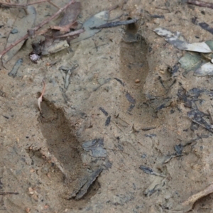 Macropus giganteus at Splitters Creek, NSW - 10 Sep 2023