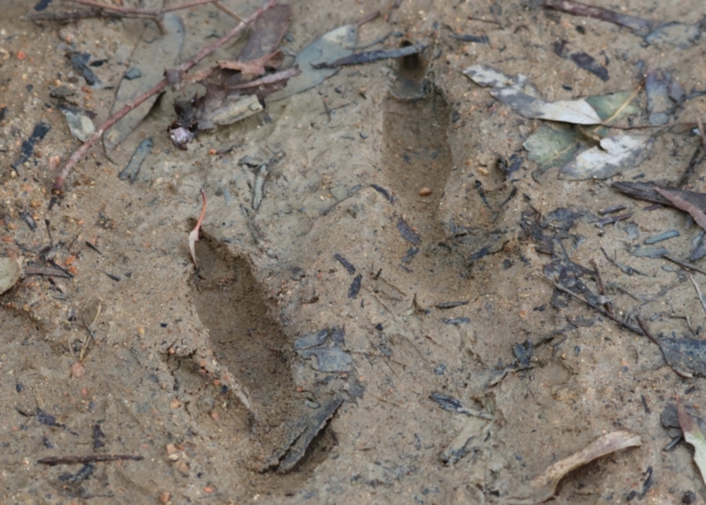 Macropus giganteus at Splitters Creek, NSW - 10 Sep 2023