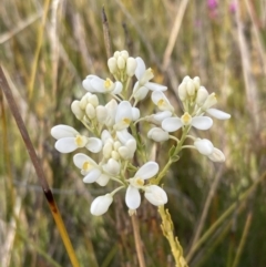 Comesperma ericinum (Heath Milkwort) at Wingan River, VIC - 12 Sep 2023 by AnneG1