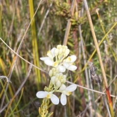 Comesperma ericinum at Wingan River, VIC - 12 Sep 2023 11:08 AM