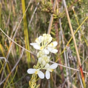 Comesperma ericinum at Wingan River, VIC - 12 Sep 2023