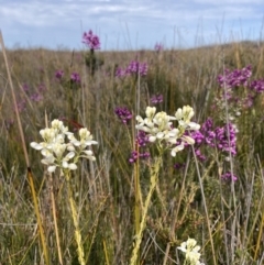 Comesperma ericinum at Wingan River, VIC - 12 Sep 2023