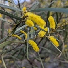 Acacia doratoxylon (Currawang) at Yenda, NSW - 8 Sep 2023 by Darcy