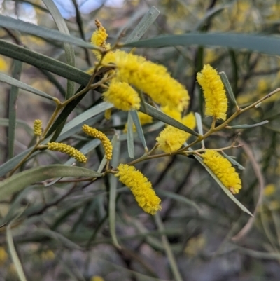 Acacia doratoxylon (Currawang) at Yenda, NSW - 8 Sep 2023 by Darcy