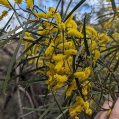 Acacia doratoxylon at Yenda, NSW - 8 Sep 2023 01:09 PM