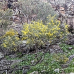 Acacia doratoxylon at Yenda, NSW - 8 Sep 2023 01:09 PM