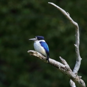 Todiramphus macleayii at Ormiston, QLD - 11 Sep 2023