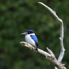 Todiramphus macleayii at Ormiston, QLD - 11 Sep 2023 10:05 AM