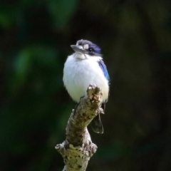 Todiramphus macleayii at Ormiston, QLD - 11 Sep 2023 10:05 AM