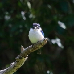 Todiramphus macleayii at Ormiston, QLD - 11 Sep 2023 10:05 AM