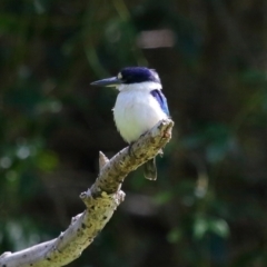 Todiramphus macleayii at Ormiston, QLD - 11 Sep 2023