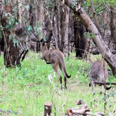 Macropus giganteus (Eastern Grey Kangaroo) at Wonga Wetlands - 9 Sep 2023 by KylieWaldon