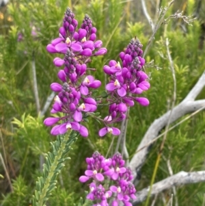 Comesperma ericinum at Mallacoota, VIC - 12 Sep 2023 11:02 AM