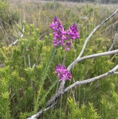 Comesperma ericinum at Mallacoota, VIC - 12 Sep 2023