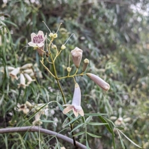 Pandorea doratoxylon at Yenda, NSW - 8 Sep 2023 01:18 PM