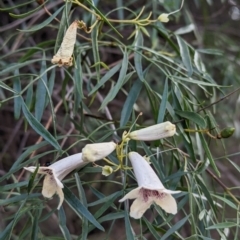 Pandorea pandorana at Yenda, NSW - 8 Sep 2023 01:18 PM