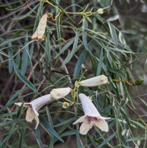 Pandorea pandorana at Yenda, NSW - 8 Sep 2023 01:18 PM