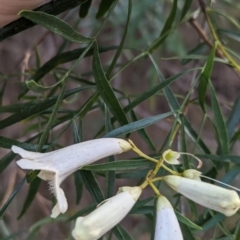 Pandorea pandorana at Yenda, NSW - 8 Sep 2023 01:18 PM