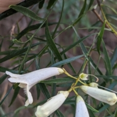 Pandorea doratoxylon at Yenda, NSW - 8 Sep 2023 01:18 PM