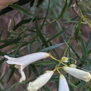 Pandorea pandorana at Yenda, NSW - 8 Sep 2023 01:18 PM