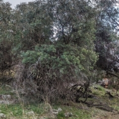 Pandorea doratoxylon at Yenda, NSW - 8 Sep 2023 01:18 PM